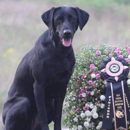 Labrador Retrievers from Justice Retrievers