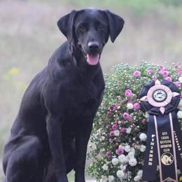 Labrador Retrievers from Justice Retrievers