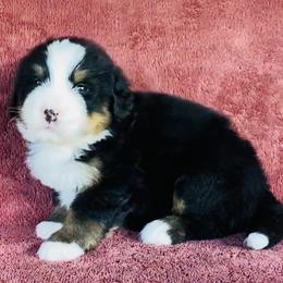 Orange Collar Male - Black rust and white male Bernese Mountain Dog puppy in Bristol, Tennessee from Holston Hollow Farm