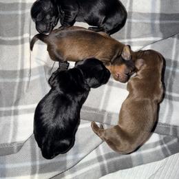 Dachshund Puppies from Jedi Weiner Ranch