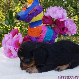 Dachshund Puppies from Ravendox Dachshunds