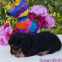 Dachshund Puppies from Ravendox Dachshunds