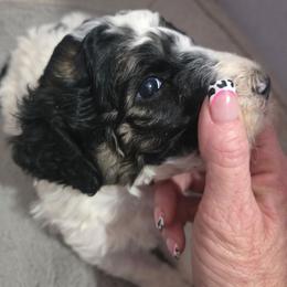Singleton - Parti male Poodle puppy in Cleburne, Texas from Lone Star Standard Poodles LLC