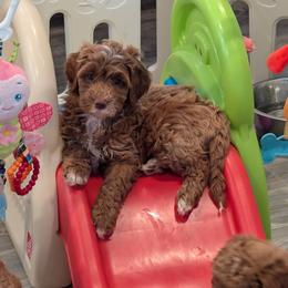 Goldendoodle Puppies from Mini Island Doodles