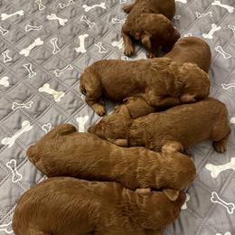 Boy 1 - Red  male Poodle puppy in Abilene, Texas from Mesquite Kennels