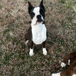 Sissy - Brindle Boxer puppy in Henderson, Tennessee from Vom Broadvalley