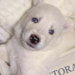 Pistachio - White male Siberian Husky puppy in Peoria, Arizona from Snowy Siberians