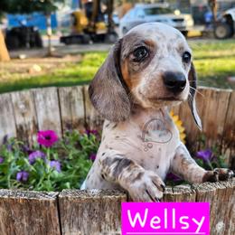 Wellsy - Dapple female Dachshund puppy in Herald, California from Bluegum Dachshunds