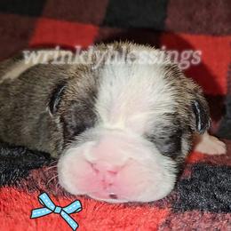 Artie - Red brindle and white male Bulldog puppy in Granville, Iowa from Wrinkly Blessings English Bulldogs