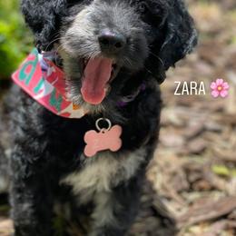 Goldendoodle Puppies from Stormie's Doodles