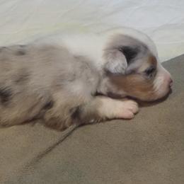 Girl 1 - female Australian Shepherd puppy in Cape Girardeau, Missouri from Promise Keeper Kennel