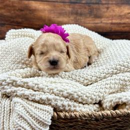 Hermione - Apricot female Cavapoo puppy in Lancaster, Missouri from Cavapoo Acres