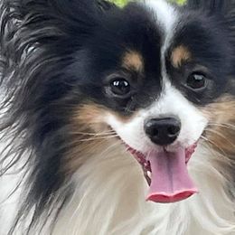 Australian Shepherds and Papillons from Otto’s Australian Shepherds and Papillons