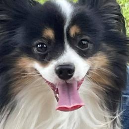 Australian Shepherds and Papillons from Otto’s Australian Shepherds and Papillons