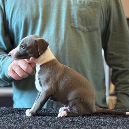 Boy 4 - Blue male Italian Greyhound puppy in Sugar Valley, Georgia from Pinnacle Farm and Kennel