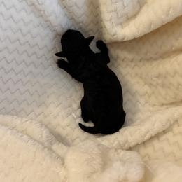 Sage - Black male Poodle puppy in Tallahassee, Florida from Bows and Bow Ties