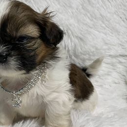 Shih Tzus from Be Dazzled Shihtzu