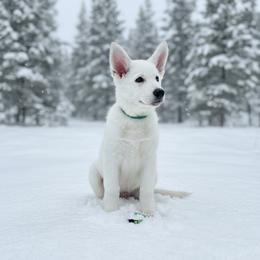 Green Collar  (Maurice) - White male Berger Blanc Suisse puppy in Rice Lake, Wisconsin from Windswept White Swiss Shepherds