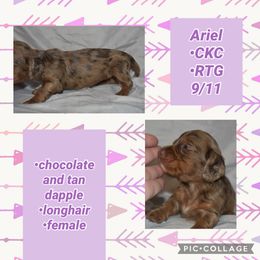 Ariel - Dapple female Dachshund puppy in Lufkin, Texas from L & A Dachshunds