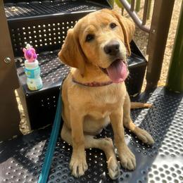 Labrador Retriever Puppies from Mountain View Labrador Retrievers