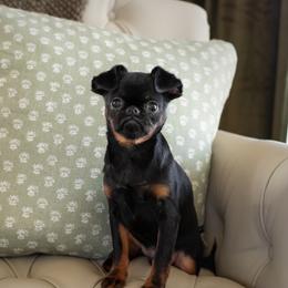 Ross - Black and tan male Brussels Griffon puppy in Venetia, Pennsylvania from Oltann Griffons
