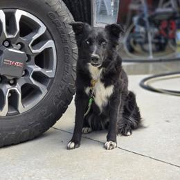 Petty - Australian Shepherd