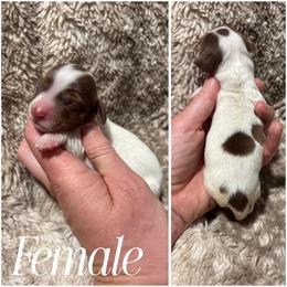Kiss AKC - Chocolate and tan female Dachshund puppy in Osage, Oklahoma from Vandruff Creek Mini Dachshunds