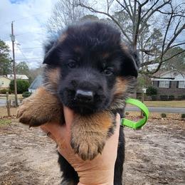 Girl 4 - Black and red female German Shepherd puppy in Roanoke, Alabama from Von Schönen Träumen German Shepherds
