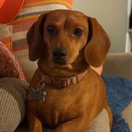 Jam Jam - Dachshund