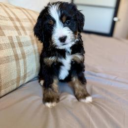 Male 1 - Tri-color male Bernedoodle puppy in Nampa, Idaho from Boise Bernedoodles