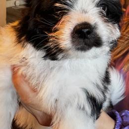 Waylon - male Russian Salon Dog puppy in Lynchburg, Virginia from Kilmaren Cavaliers and Born in the USA Biewer Terriers