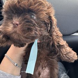 Choco - Chocolate male Shih Tzu puppy in Azusa, California from RJ Shih Tzu lover