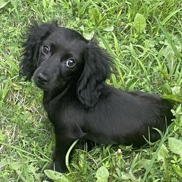 Fen - Dachshund