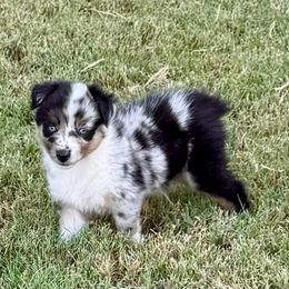 James - Blue merle male Australian Shepherd puppy in Mount Vernon, Texas from RJ's Aussie Posse