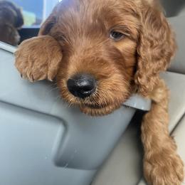 Goldendoodle Puppies from Bows & Ties Doodles