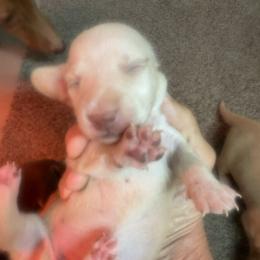 Girl 1 - Cream female Dachshund puppy in Polo, Missouri from Blue Tails Farm