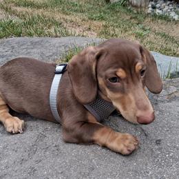 Dachshund Puppies from Dax Place