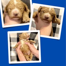 Boone - Apricot male Goldendoodle puppy in Bluefield, Virginia from Love on a Leash