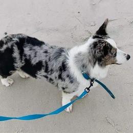 Charlene - Blue merle and white female Cardigan Welsh Corgi puppy in Kerens, West Virginia from Leather & Lace