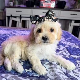 French Vanilla - with training - Cream female Cockapoo puppy in Boonville, North Carolina from Doods & Dolls