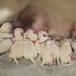 Boy 4 - Yellow Labrador Retriever puppy in Hutto, Texas from Texas Bluebonnet Labs