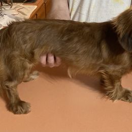 Chip - Dachshund