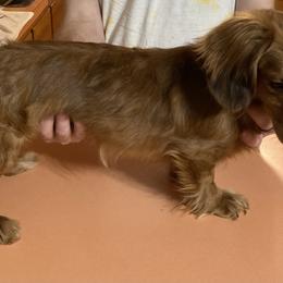 Chip - Dachshund