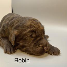 Robin - Chocolate female Goldendoodle puppy in New Ringgold, Pennsylvania from Hawk Mountain Doodles