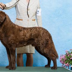 Tank - Chesapeake Bay Retriever