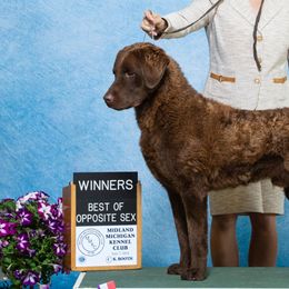 Tank - Chesapeake Bay Retriever