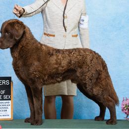Tank - Chesapeake Bay Retriever
