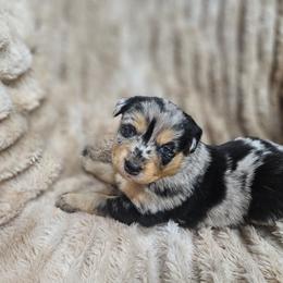 Kiri - Blue merle female Miniature Australian Shepherd puppy in Orrtanna, Pennsylvania from Mountain Top Shepherd's