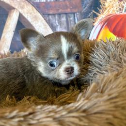 Ghoul - Blue male Chihuahua puppy in Gloucester, Virginia from Charlotte's Web of Chihuahuas