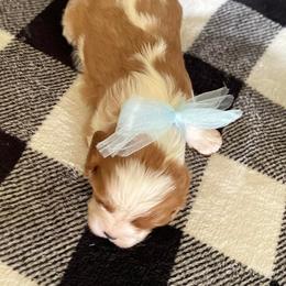 Cavalier King Charles Spaniel Puppies from Strawberry Hill Cavaliers